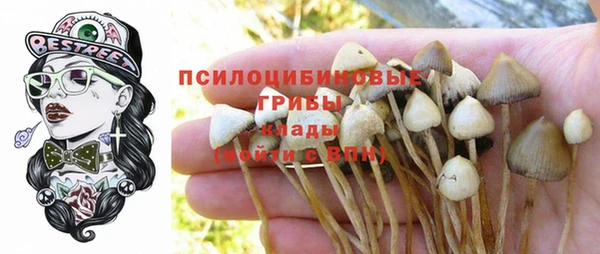ПСИЛОЦИБИНОВЫЕ ГРИБЫ Корсаков